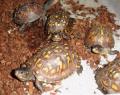 Adult Eastern Box Turtles