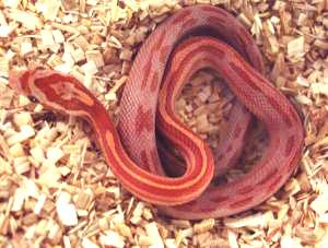 Baby Hypo Striped Cornsnakes