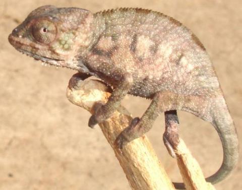 Baby Ambilobe Panther Chameleons