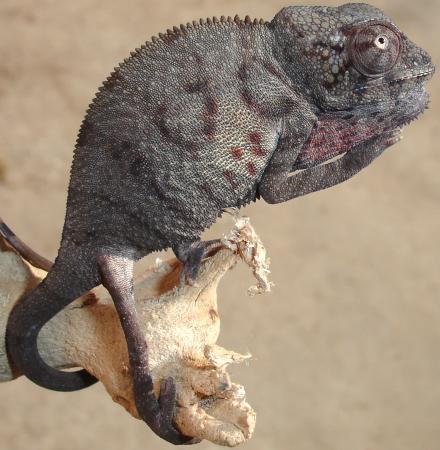 Baby Ambanja Panther Chameleons
