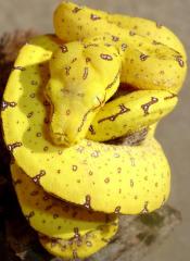 Baby Yellow Fak Fak Green Tree Pythons