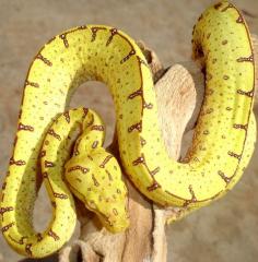 Baby Yellow Sorong Green Tree Pythons