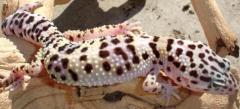 Sub Adult Mack Snow Leopard Geckos