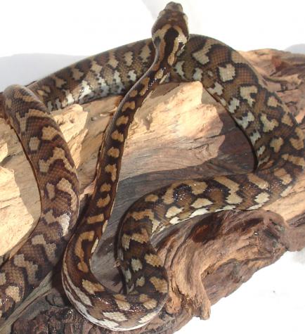 Baby Coastal Carpet Pythons