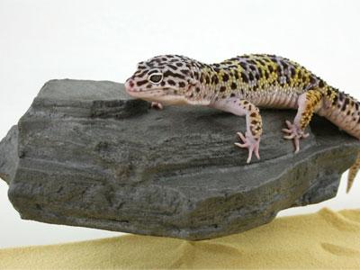 Pet Tech Small Rock Ledge