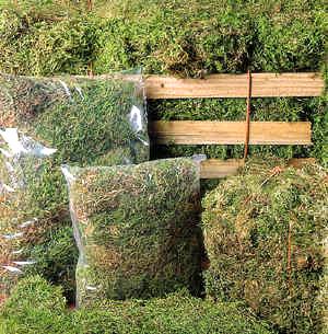 4 Quart Green Sphagnum Moss for sale