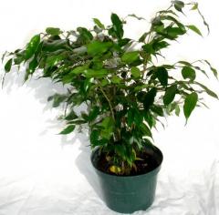 Small Ficus Tree (live) 6" Pot