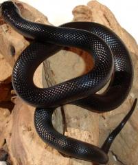 Baby Male Mexican Black Kingsnakes