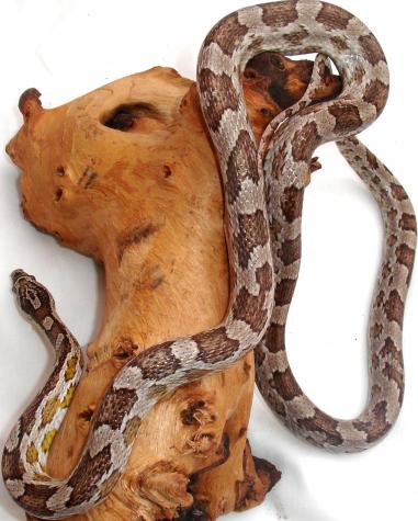 Adult Ghost Cornsnakes