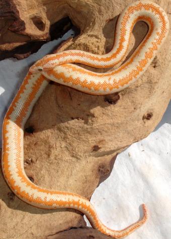 Baby Albino Whitewater Rosy Boas