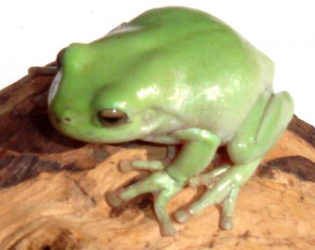 Baby Indonesian Whites Tree Frogs