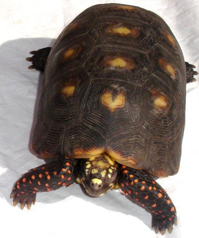 Sub Adult Red Foot Tortoises For Sale