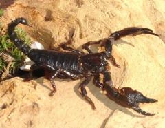 Red Claw Emperor Scorpions