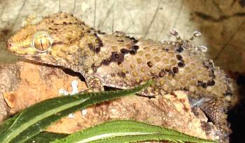Bibrons Geckos