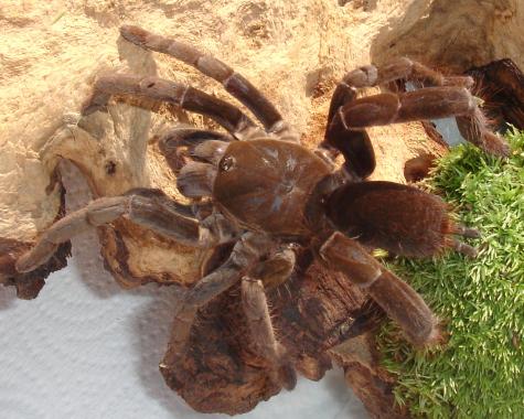 Cameroon Red Tarantulas