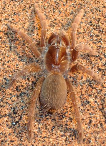 King Baboon Tarantulas Medium