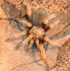 Mexican Fire Leg Tarantulas MediumAll Spiders, Scorpions & Inverts 15% OFF!