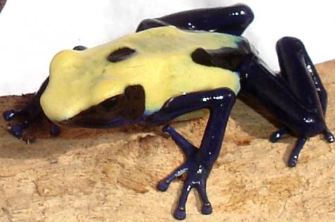 Adult Citronella Tinc Arrow Frogs