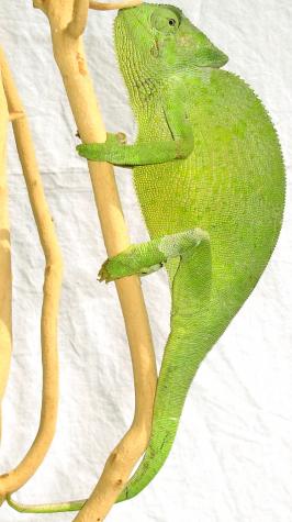 Senegal Chameleons