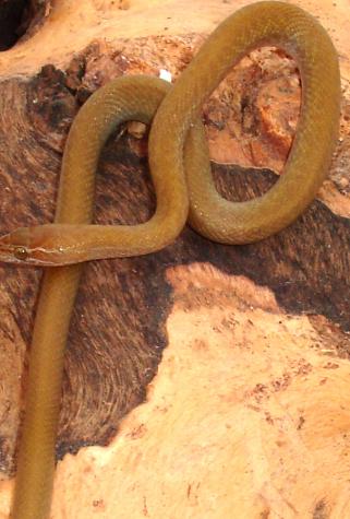 Baby Olive House Snakes