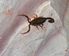 Baby Arizona Bark Scorpions