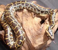 Small Female Burmese Pythons