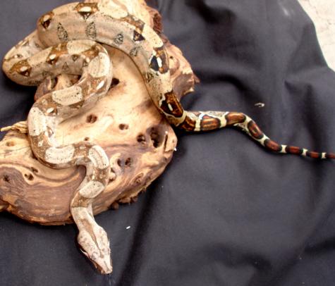 Small Colombian Boas