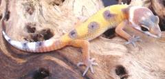 Baby Hypo Leopard Geckos
