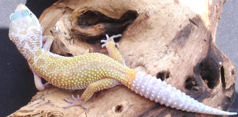 Small Leucistic Leopard Geckos