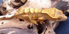Sub Adult Flame Crested Geckos