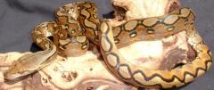 Baby Sunfire Reticulated Pythons