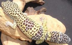 Adult High Yellow Leopard Geckos