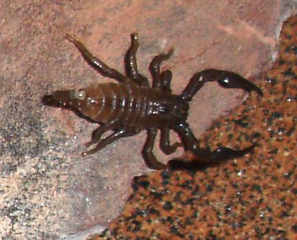 Juvenile Emperor Scorpions (True)