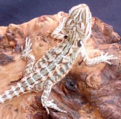 Small Leatherback Bearded Dragons