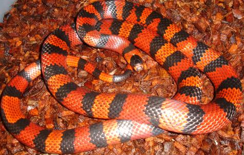 Adult Tangerine Honduran Milksnakes