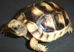 Baby Marginated Tortoises