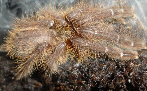 Singapore Blue Spiderlings