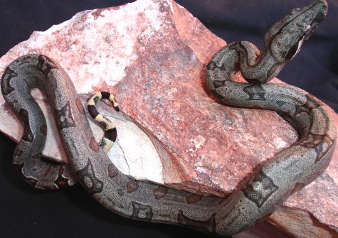 Small Bolivian Short Tailed Boas