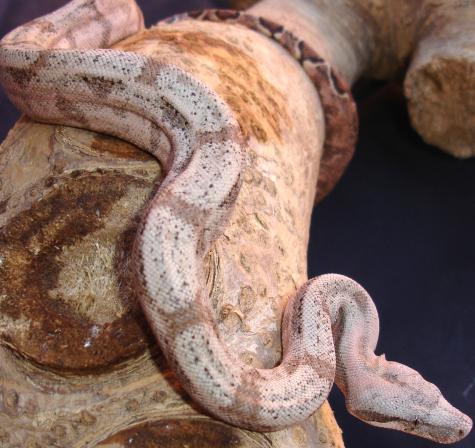 Small Hog Island Boas