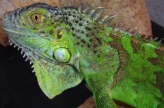Medium Green Iguanas