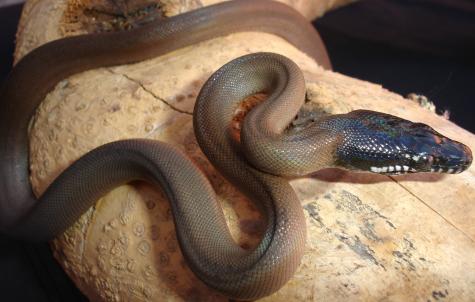 Baby White Lipped Pythons