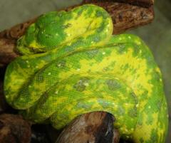 Medium Biak Green Tree Pythons