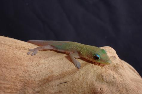 Baby Gold Dust Day Geckos for sale