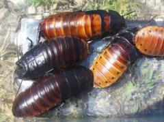 X-Large Hissing Roaches
