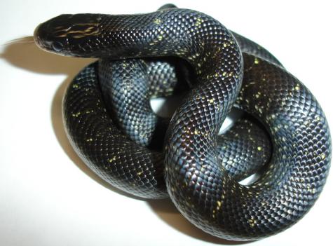 Baby Mexican Black Kingsnakes w/pattern