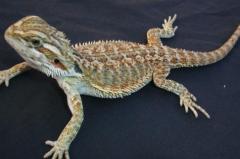 Small Bearded Dragons