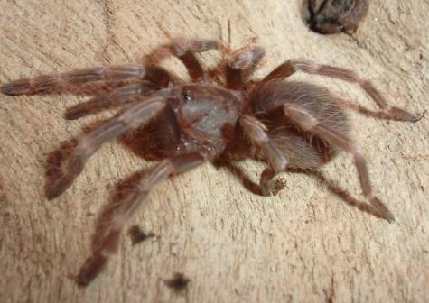 Brazilian Red & White Spiderlings