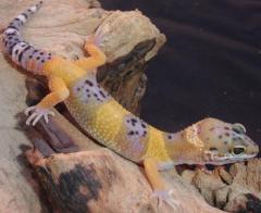 Small Hypo Leopard Geckos