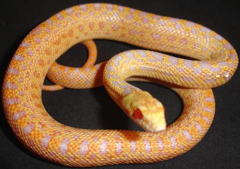 Small Albino Applegate San Diego Gopher Snakes