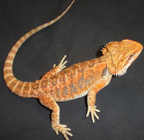 Large Hypo Red Bearded Dragons